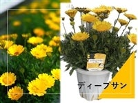 ��ʌ��Y�_�u���I�X�e�I�X�y���}���@6�����i�f�B�[�v�T���j