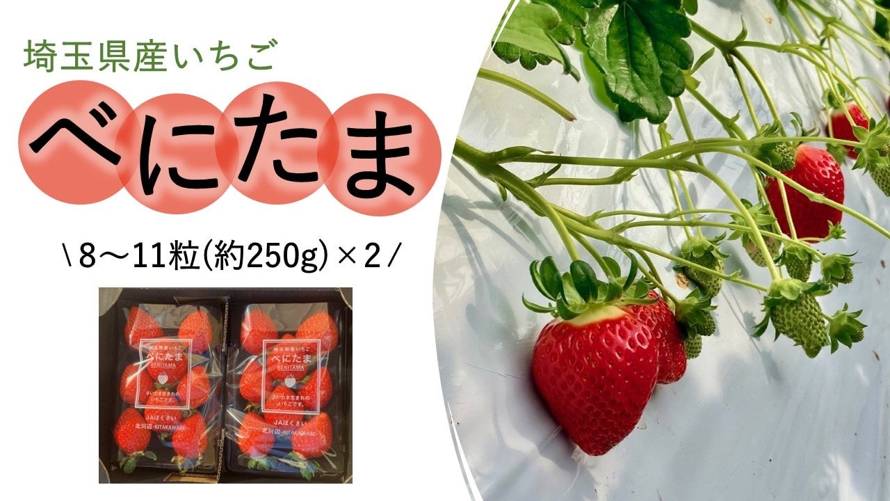 いちご|【ＪＡタウン】産地直送 通販 お取り寄せ