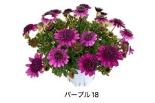 ��ʌ��Y�_�u���I�X�e�I�X�y���}���@6�����i�p�[�v���P�W�j