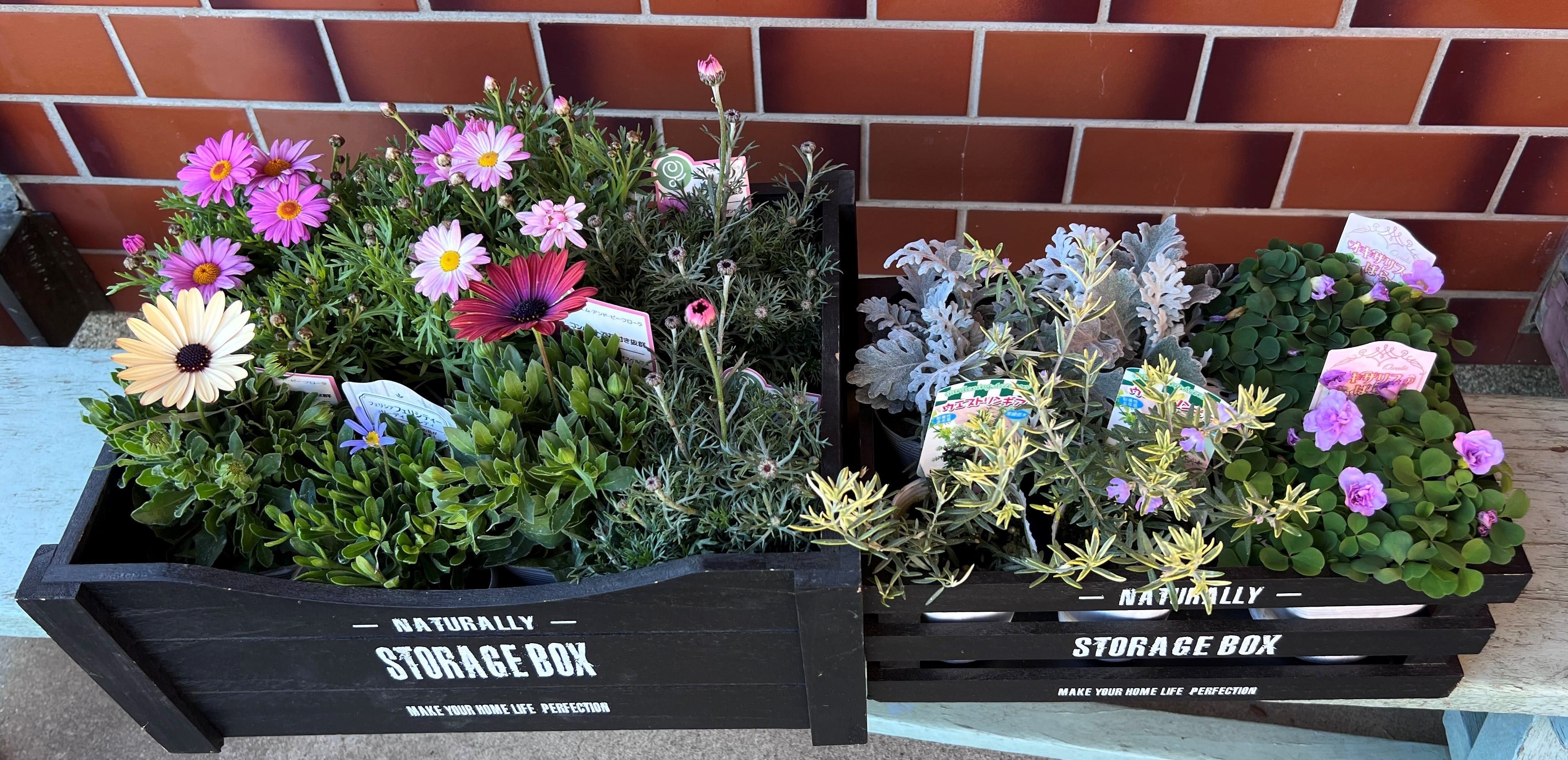 埼玉県産「季節の花壇苗」をお届けします！: 埼玉・暮らしのとなりが