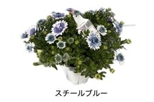 ��ʌ��Y�_�u���I�X�e�I�X�y���}���@6�����i�X�`�[���u���[�j