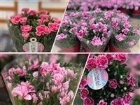 ��ʌ��Y�u�J�[�l�[�V�����@�����ԁv