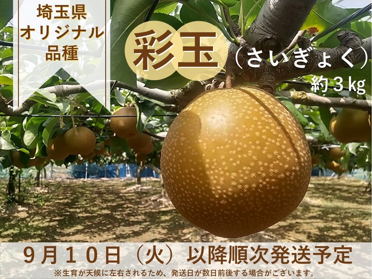 梨（なし）|【ＪＡタウン】産地直送 通販 お取り寄せ