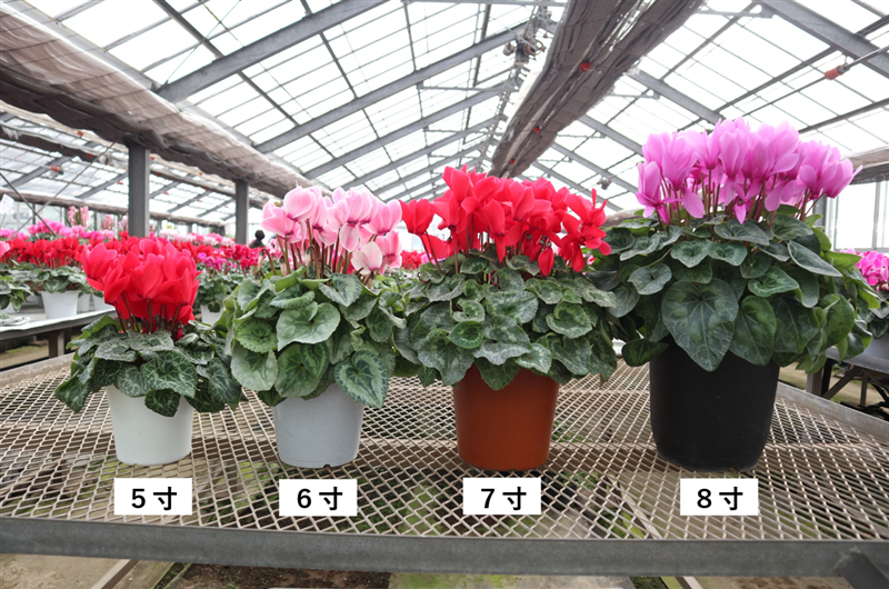 鈴田花園シクラメン おまかせチョイス【8寸】: JA全農ちば