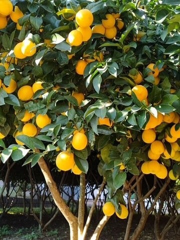 【鵜殿シトラスファーム】レモン(マイヤーレモン)1.8kg(15玉前後)