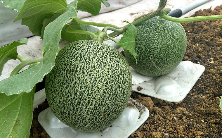 メロン工房川上】タカミメロン（2玉・化粧箱入）: JA全農ちば 愛情