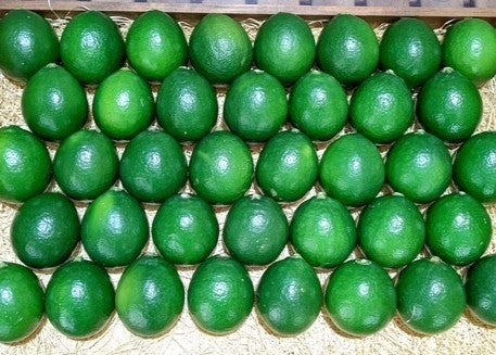 11月中旬頃まで グリーンレモン(イメージ)