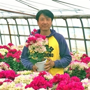 産地直送 通販 お取り寄せブーゲンビリア クリスタルピンク 6号鉢 ja全農ちば 愛情いちばん館 jaタウン 産地直送 通販 お取り寄せブーゲンビリア クリスタルピンク 6号鉢 ja全農ちば 愛情いちばん館 jaタウン