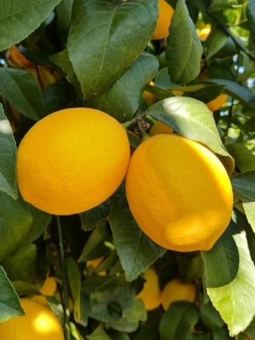 11月下旬頃より イエローレモン(イメージ)