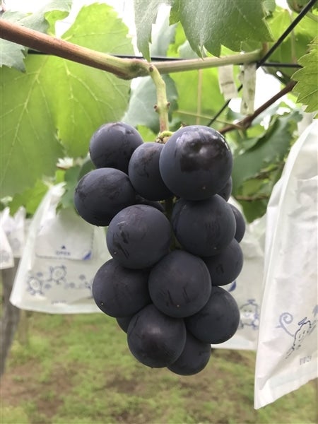 かとりのぶどう 種なし巨峰 1kg(3房): ＪＡ全農ちば 愛情いちばん館|【ＪＡタウン】産地直送 通販 お取り寄せ
