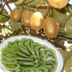 LECt[c@2L@3.5kgi27ʁj