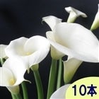 NẪJ[GKX 5{×2i10{)