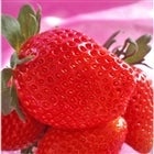 【バレンタイン】“完熟”松戸の苺 やよいひめ [１箱] 酸味を抑えたすっきりとした甘み！