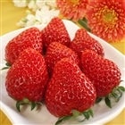 “完熟” 松戸の苺 女峰【3箱】