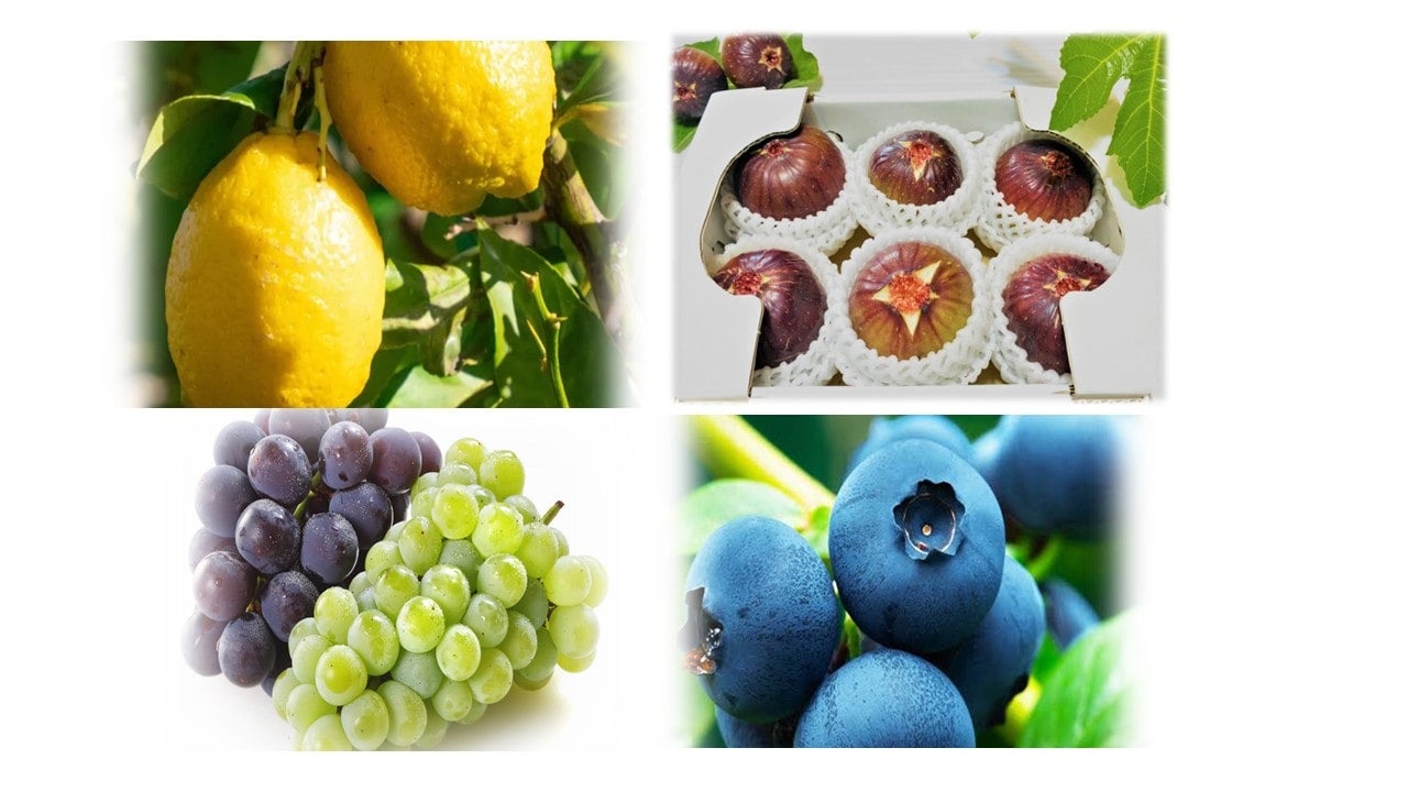 yЕzzMATSUDO ORCHARDS G߂̉ʎyށyS4z