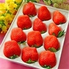 “完熟” 松戸の苺 かおり野【3箱】