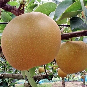 ΊЂ낪锒䗜 [L] G 12`14(5kg)