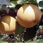 ΊЂ낪锒䗜 [Â] G4L 12(5kg)