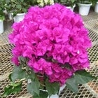 産地直送 通販 お取り寄せ季節の鉢花 花の苗 観葉植物 ｊａタウン