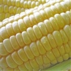 �y���̓��z�R���̂Ƃ����낱���w���낱���N�x�q�{�̕i��ł��͂��I�r13�{(5kg)