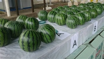 送料込み 熊本産 小玉 すいか 4L 2玉 4/20発送予定 箱込み約6.5