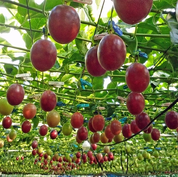 産地直送 通販 お取り寄せ東京都八丈島産パッションフルーツ 2ｌ 4l 11 14玉 ｊａ全農東京 ｊａタウン