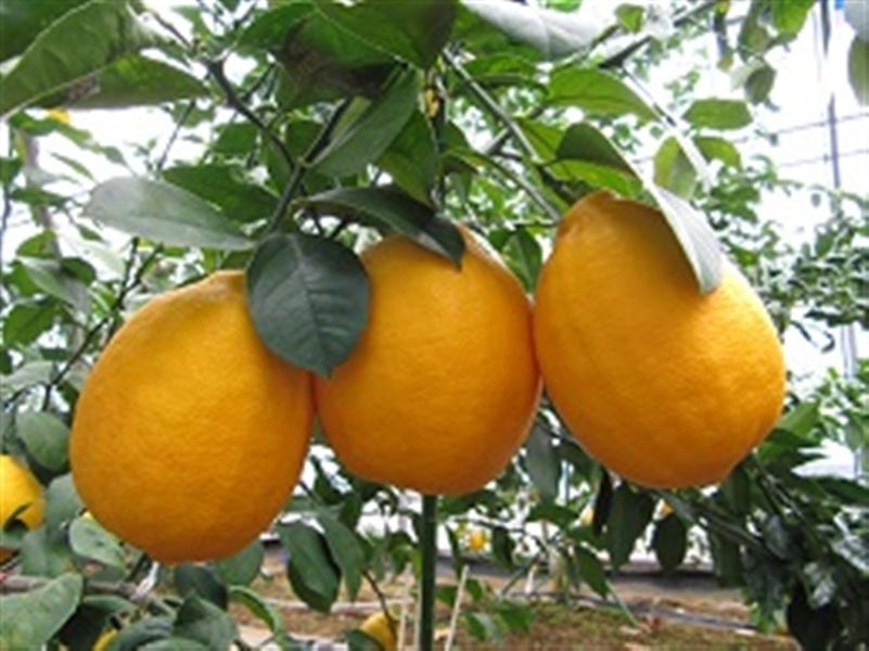 【贈答箱】八丈フルーツレモン　秀品Ｓサイズ　 3玉