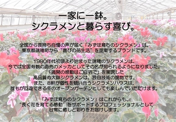 産地直送 通販 お取り寄せみずほ育ちのシクラメン ６号鉢 ｊａ全農東京 ｊａタウン
