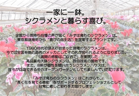 産地直送 通販 お取り寄せみずほ育ちのシクラメン ６号鉢 ｊａ全農東京 ｊａタウン