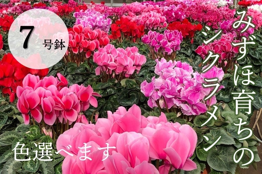産地直送 通販 お取り寄せみずほ育ちのシクラメン ７号鉢 色選べます ｊａ全農東京 ｊａタウン