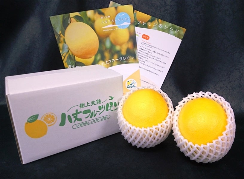 【贈答箱】八丈フルーツレモン　秀品Mサイズ　 2玉