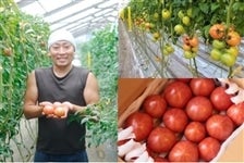 【今季販売終了】幻の日の出町産トマト！ 約２kg 入り 　ＪＡあきがわ