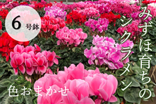 yY҉SȂIz݂و炿̃VN@U@F܂̂