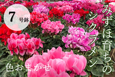 yY҉SȂIz݂و炿̃VN@V@F܂̂