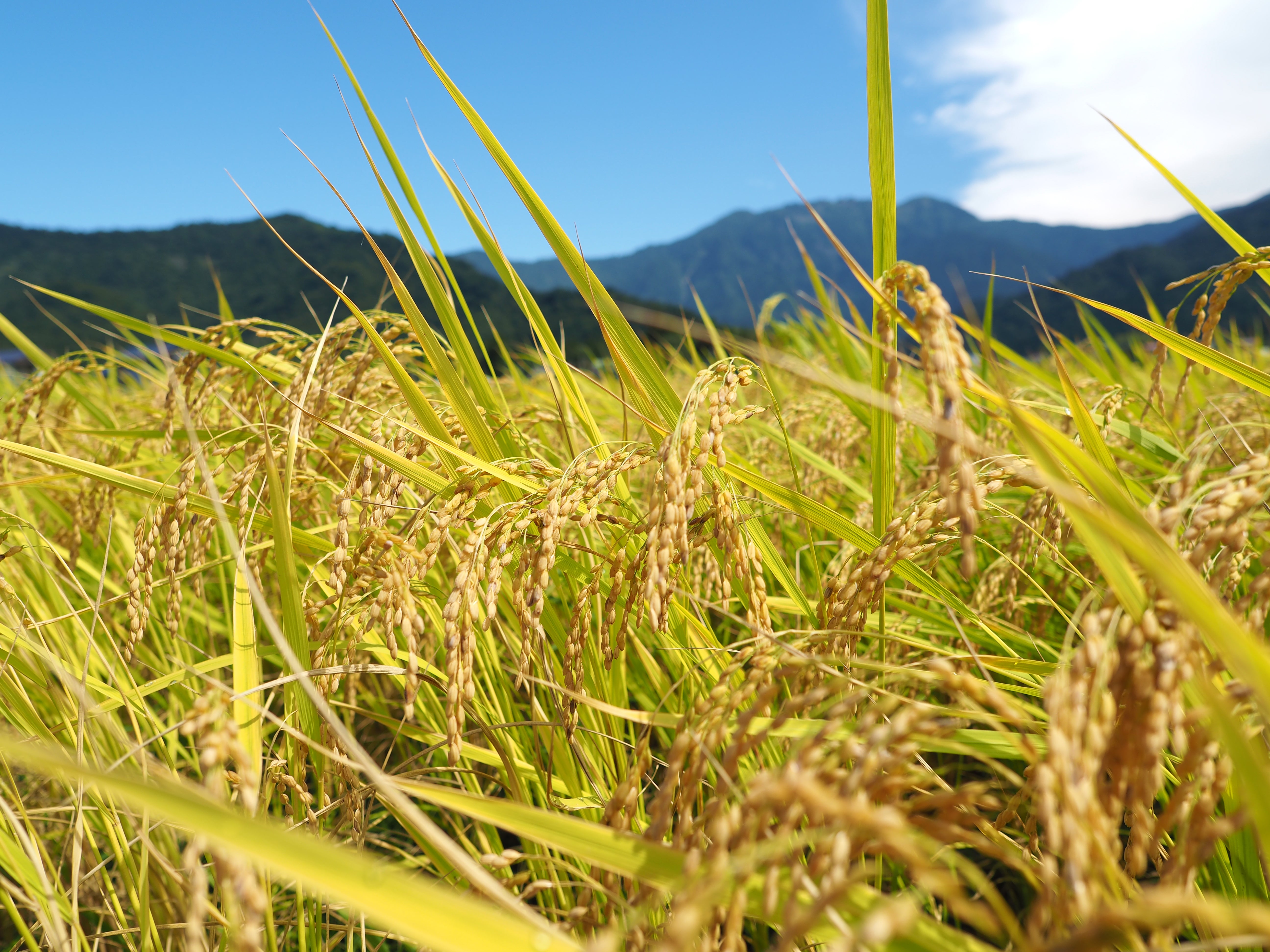 【令和7年産】特別栽培米 南魚沼産こしひかり 雪穂【精米2kg】