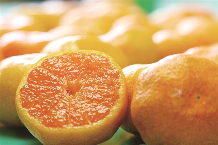 【旬食便】柑橘王国和歌山からの贈り物 甘みと酸味を楽しむ柑橘食べ比べ5か月コース