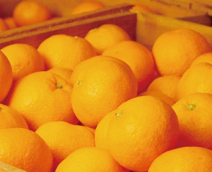 【旬食便】柑橘王国和歌山からの贈り物 甘みと酸味を楽しむ柑橘食べ比べ5か月コース