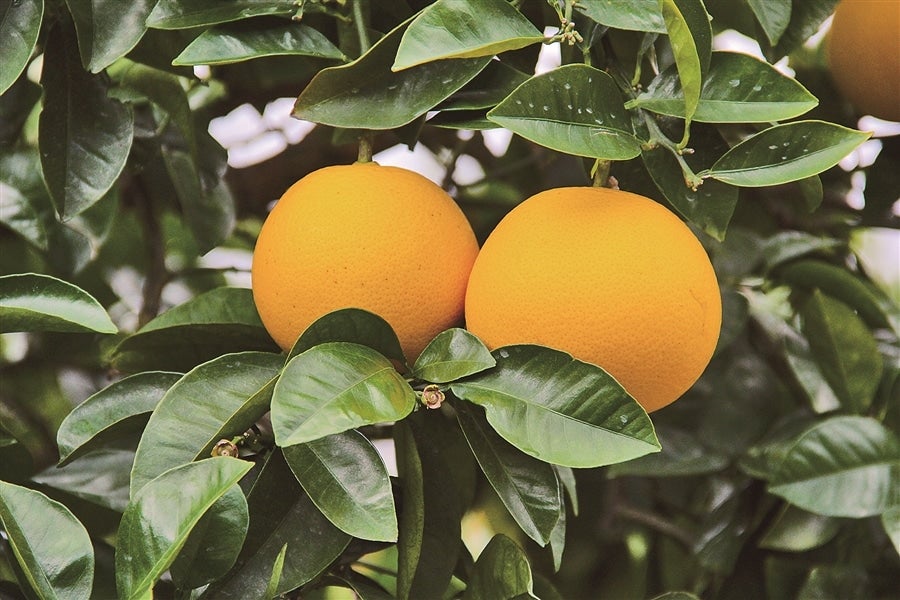 【旬食便】柑橘王国和歌山からの贈り物 甘みと酸味を楽しむ柑橘食べ比べ5か月コース