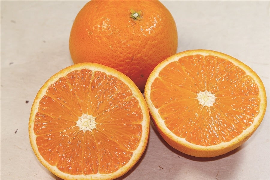 【旬食便】柑橘王国和歌山からの贈り物 甘みと酸味を楽しむ柑橘食べ比べ5か月コース