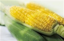 �y�{�H�ցz���������R�V�����������I�Â��͂�����Ƃ����낱���H�ה��3�����R�[�X