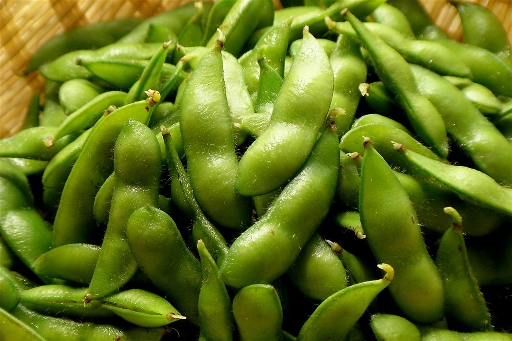 �V�����Y�@���낳�������i�{�����j