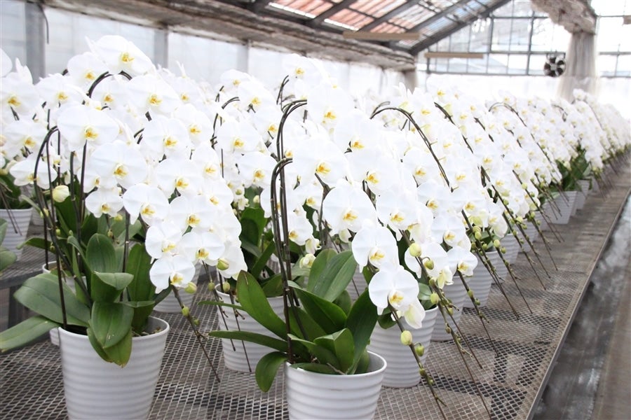 敬老の日】ミディ胡蝶蘭・美里_2本立: JA全農かながわ|【JAタウン