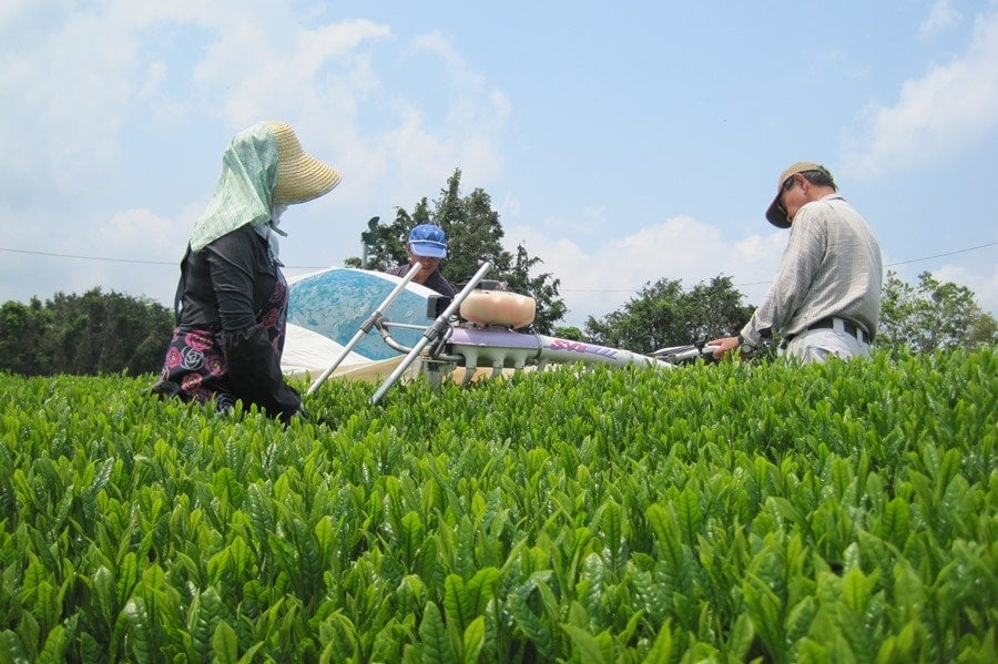 農家応援】味と香りの足柄茶「花盛り」１袋（お試しにも）: ＪＡ全農かながわ|【ＪＡタウン】産地直送 通販 お取り寄せ