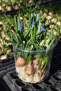 産地直送 通販 お取り寄せ 寒冷地向け 部屋で楽しむ春の花 ムスカリ 水耕栽培 10球セット ja全農かながわ jaタウン 産地直送 通販 お取り寄せ 寒冷地向け 部屋で楽しむ春の花 ムスカリ 水耕栽培 10球セット ja全農かながわ jaタウン