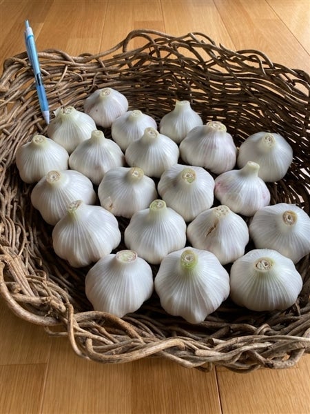 産地直送 通販 お取り寄せ新 平戸にんにく 寒川町産 ｊａ全農かながわ ｊａタウン