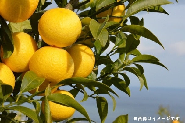 【大和明桜さんの宛名&サイン入りチェキ付き!】フルーツ酢 200ml(湘南ゴールド×3本、いちご×3本)