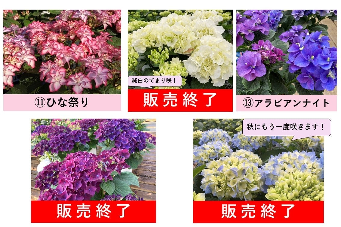 アジサイ 5号鉢: JA全農かながわ|【JAタウン】産地直送 通販