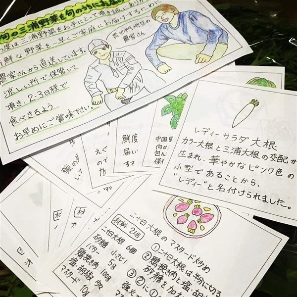 三浦本春キャベツ(春キャベツ) 【8玉入】