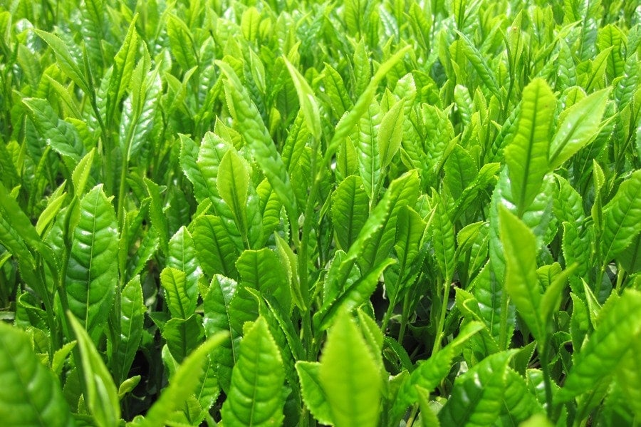 農家応援】味と香りの足柄茶「花盛り」１袋（お試しにも）: ＪＡ全農かながわ|【ＪＡタウン】産地直送 通販 お取り寄せ