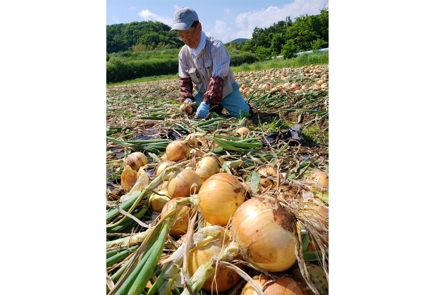 紅白】シャキシャキ！湘南レッド＆とろんと甘い下中たまねぎ: JA全農